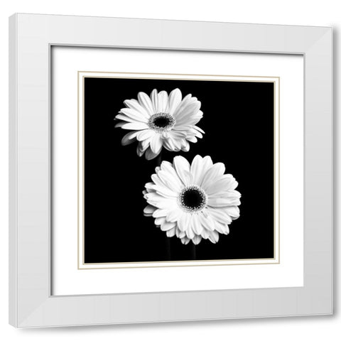 Gerbera Portrait I White Modern Wood Framed Art Print with Double Matting by Maihara, Jeff