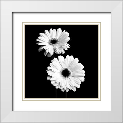 Gerbera Portrait I White Modern Wood Framed Art Print with Double Matting by Maihara, Jeff