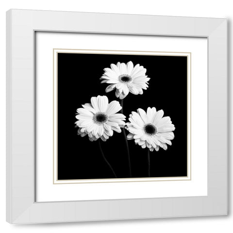 Gerbera Portrait II White Modern Wood Framed Art Print with Double Matting by Maihara, Jeff