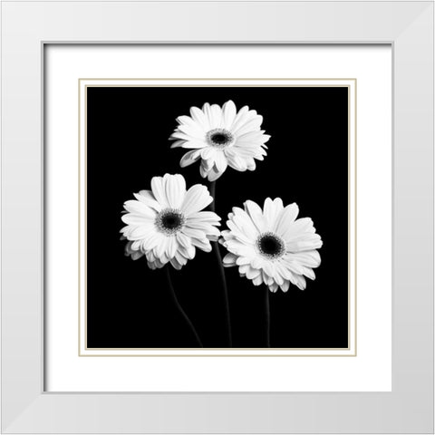 Gerbera Portrait II White Modern Wood Framed Art Print with Double Matting by Maihara, Jeff