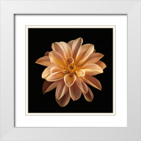 Four Keeps II White Modern Wood Framed Art Print with Double Matting by Frank, Assaf
