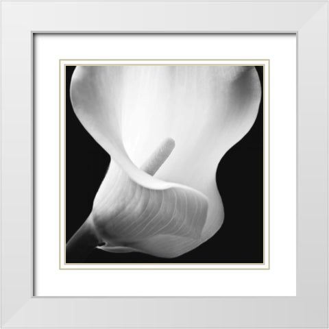 Softness I White Modern Wood Framed Art Print with Double Matting by Frank, Assaf