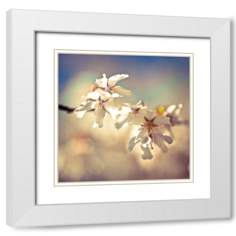 Soft Bloom I White Modern Wood Framed Art Print with Double Matting by Frank, Assaf