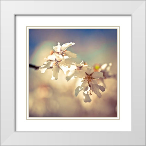 Soft Bloom I White Modern Wood Framed Art Print with Double Matting by Frank, Assaf
