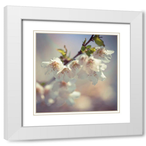 Soft bloom II White Modern Wood Framed Art Print with Double Matting by Frank, Assaf