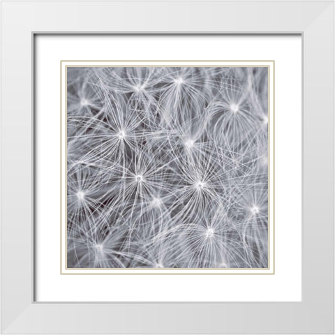 Natural Designs I White Modern Wood Framed Art Print with Double Matting by Frank, Assaf