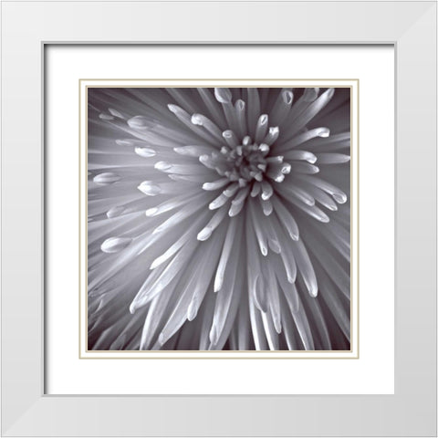 Natural Designs II White Modern Wood Framed Art Print with Double Matting by Frank, Assaf