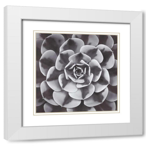 Natural Designs III White Modern Wood Framed Art Print with Double Matting by Frank, Assaf