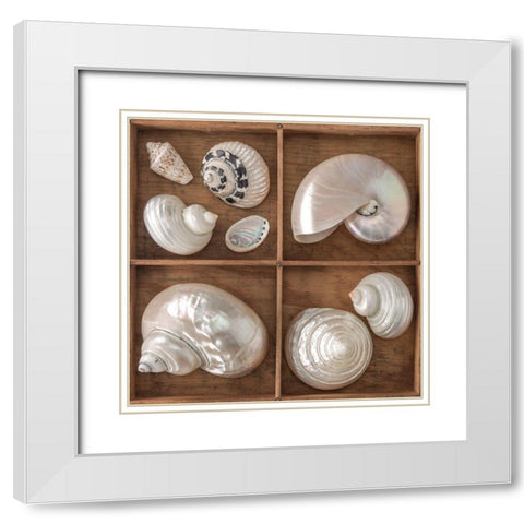 Seashells Treasures I White Modern Wood Framed Art Print with Double Matting by Frank, Assaf