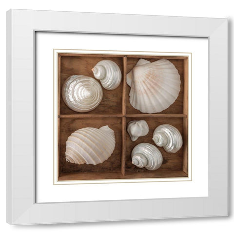 Seashells Treasures III White Modern Wood Framed Art Print with Double Matting by Frank, Assaf