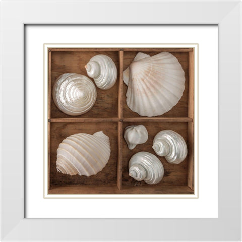 Seashells Treasures III White Modern Wood Framed Art Print with Double Matting by Frank, Assaf