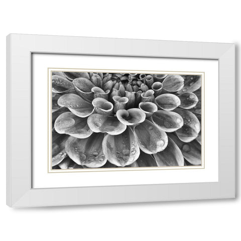 Silver Dahlia White Modern Wood Framed Art Print with Double Matting by Frates, Dennis