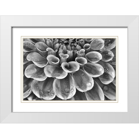 Silver Dahlia White Modern Wood Framed Art Print with Double Matting by Frates, Dennis