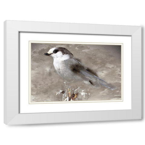 Grey Jay I White Modern Wood Framed Art Print with Double Matting by Fontaine, Stephane