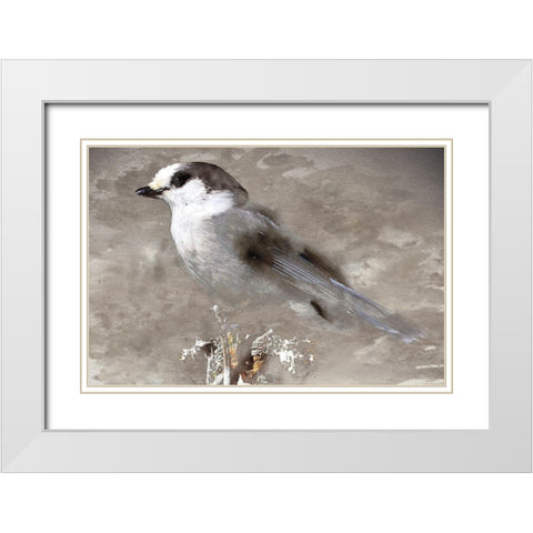 Grey Jay I White Modern Wood Framed Art Print with Double Matting by Fontaine, Stephane
