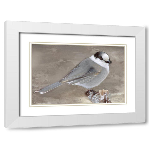 Grey Jay II White Modern Wood Framed Art Print with Double Matting by Fontaine, Stephane