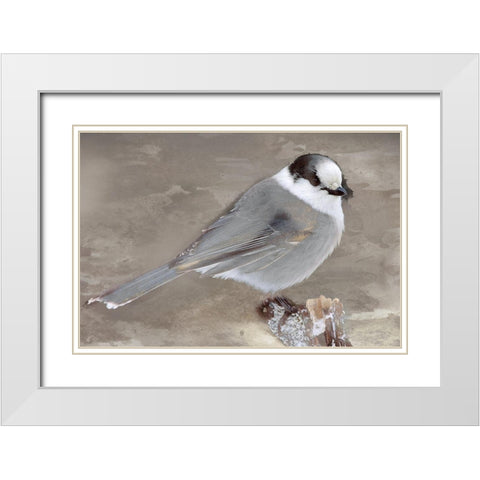 Grey Jay II White Modern Wood Framed Art Print with Double Matting by Fontaine, Stephane