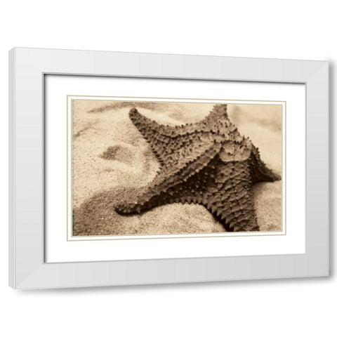 Starfish White Modern Wood Framed Art Print with Double Matting by Schick, Cyndi