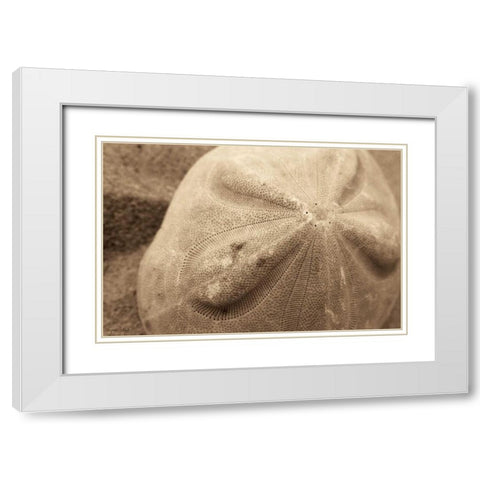 Sand Dollar White Modern Wood Framed Art Print with Double Matting by Schick, Cyndi