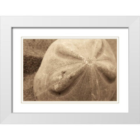 Sand Dollar White Modern Wood Framed Art Print with Double Matting by Schick, Cyndi