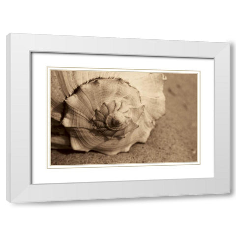 Conch White Modern Wood Framed Art Print with Double Matting by Schick, Cyndi