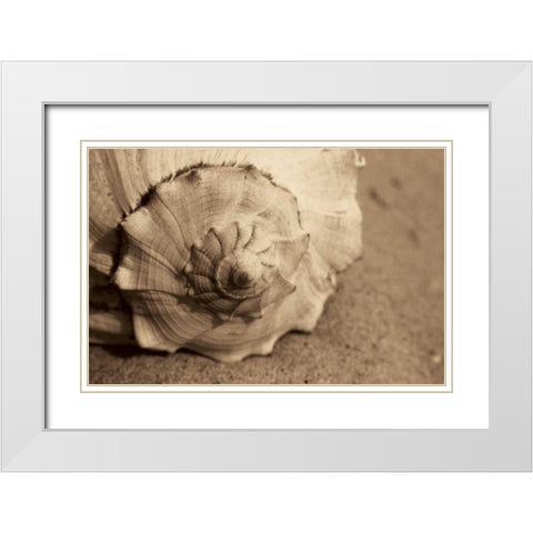 Conch White Modern Wood Framed Art Print with Double Matting by Schick, Cyndi