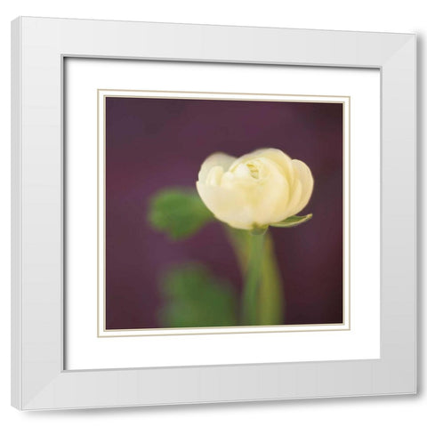 Ivory on Aubergine White Modern Wood Framed Art Print with Double Matting by Butler, Jane-Ann