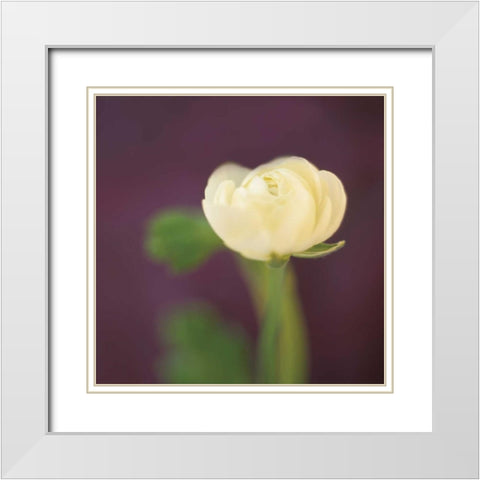 Ivory on Aubergine White Modern Wood Framed Art Print with Double Matting by Butler, Jane-Ann