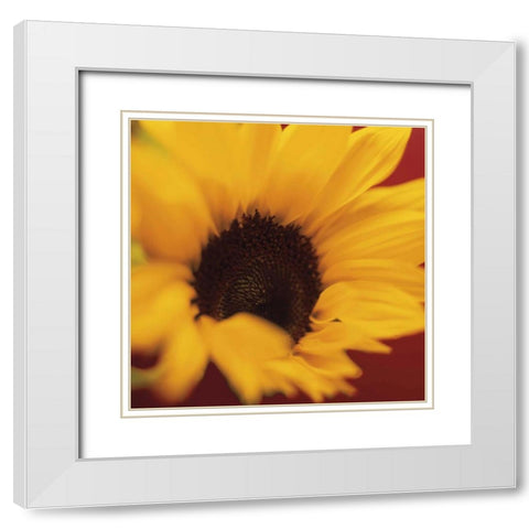 Sunflower on Red White Modern Wood Framed Art Print with Double Matting by Butler, Jane-Ann