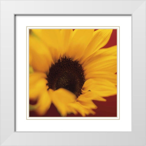 Sunflower on Red White Modern Wood Framed Art Print with Double Matting by Butler, Jane-Ann