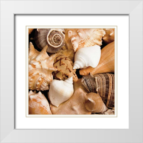 Beachside Shells White Modern Wood Framed Art Print with Double Matting by Maihara/Watt, Jeff/Boyce