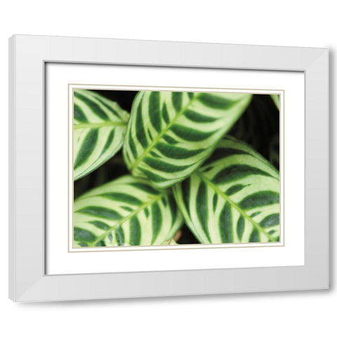 Springtime I White Modern Wood Framed Art Print with Double Matting by Ryan, Cinzia