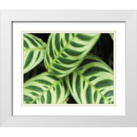 Springtime I White Modern Wood Framed Art Print with Double Matting by Ryan, Cinzia