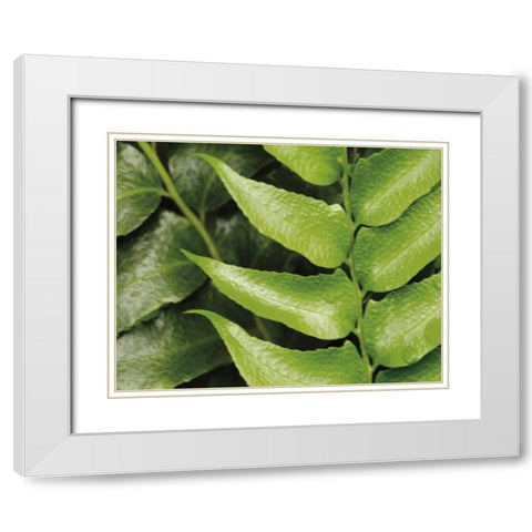 Springtime III White Modern Wood Framed Art Print with Double Matting by Ryan, Cinzia