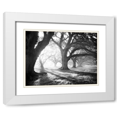 Oak Alley, Light and Shadows White Modern Wood Framed Art Print with Double Matting by Guion, William