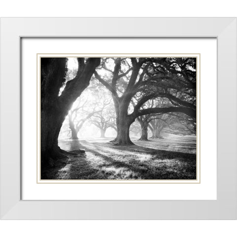 Oak Alley, Light and Shadows White Modern Wood Framed Art Print with Double Matting by Guion, William