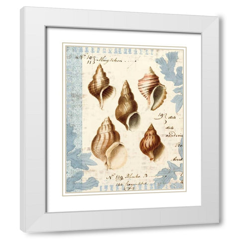 Seashell Collection II White Modern Wood Framed Art Print with Double Matting by Berg, Sabine