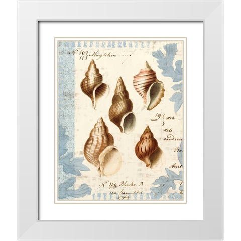 Seashell Collection II White Modern Wood Framed Art Print with Double Matting by Berg, Sabine