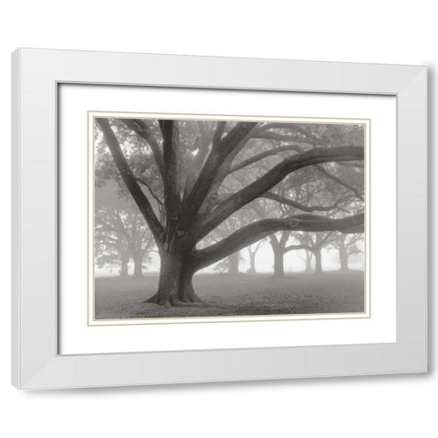Oak Grove in Fog White Modern Wood Framed Art Print with Double Matting by Guion, William