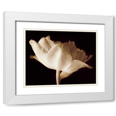 Champagne Tulip IV White Modern Wood Framed Art Print with Double Matting by Britt, Charles