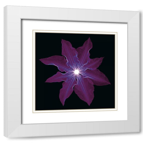 Clematis White Modern Wood Framed Art Print with Double Matting by Wehtje, Jim