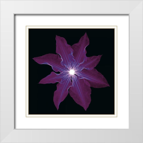 Clematis White Modern Wood Framed Art Print with Double Matting by Wehtje, Jim