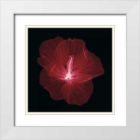 Hibiscus White Modern Wood Framed Art Print with Double Matting by Wehtje, Jim