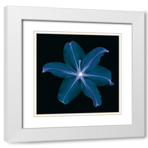 Lily White Modern Wood Framed Art Print with Double Matting by Wehtje, Jim