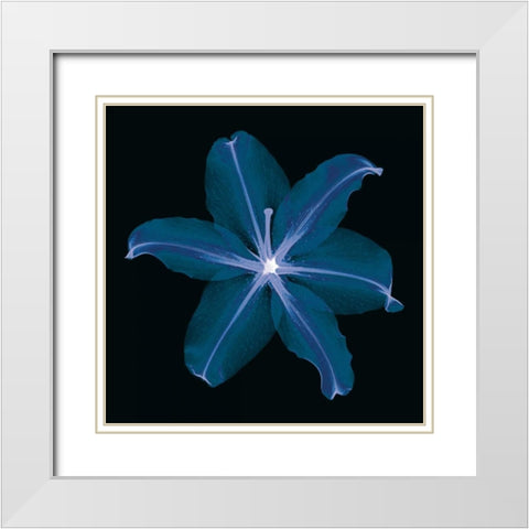 Lily White Modern Wood Framed Art Print with Double Matting by Wehtje, Jim