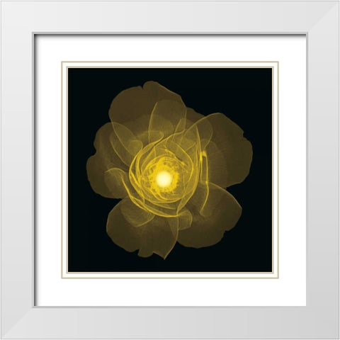 Rose White Modern Wood Framed Art Print with Double Matting by Wehtje, Jim