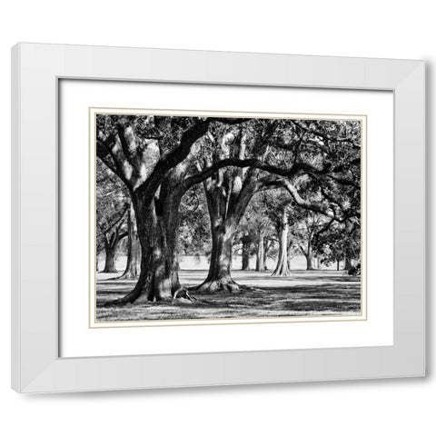 Oak Grove II White Modern Wood Framed Art Print with Double Matting by Maihara/Watt, Jeff/Boyce