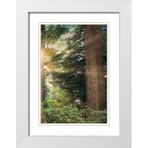 Rise n Shine III White Modern Wood Framed Art Print with Double Matting by Frates, Dennis