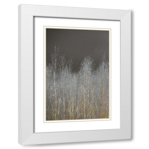 Silver Forest I White Modern Wood Framed Art Print with Double Matting by Frank, Assaf