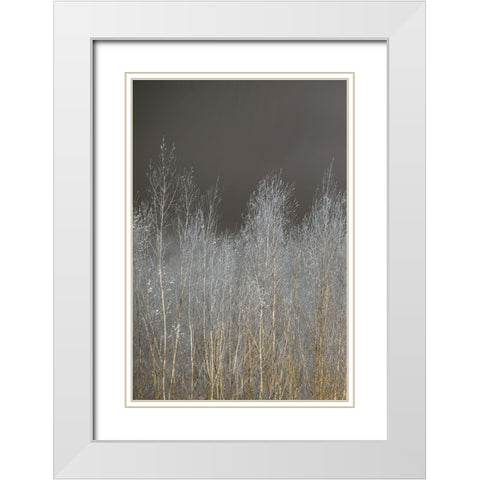 Silver Forest I White Modern Wood Framed Art Print with Double Matting by Frank, Assaf